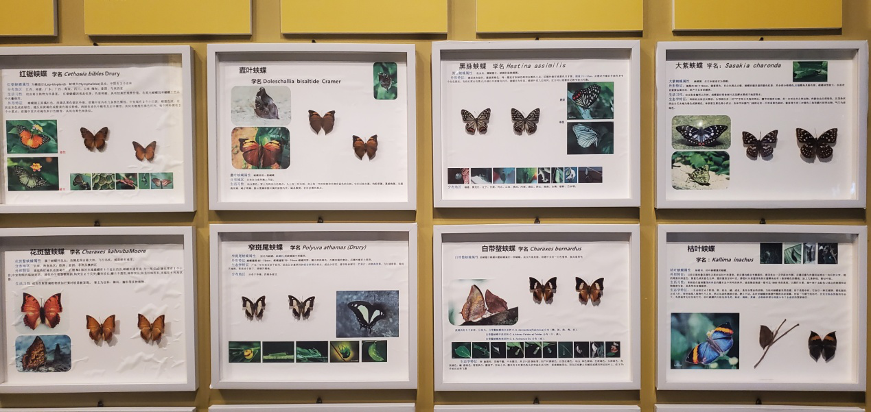 6 鳳凰臺植物公園蝴蝶展館里各種珍稀蝴蝶標本展示.png